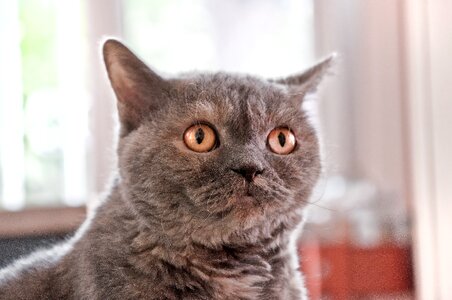 Sheep cat animal view