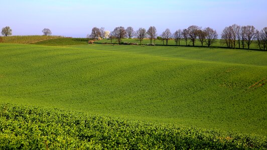 Field tree village