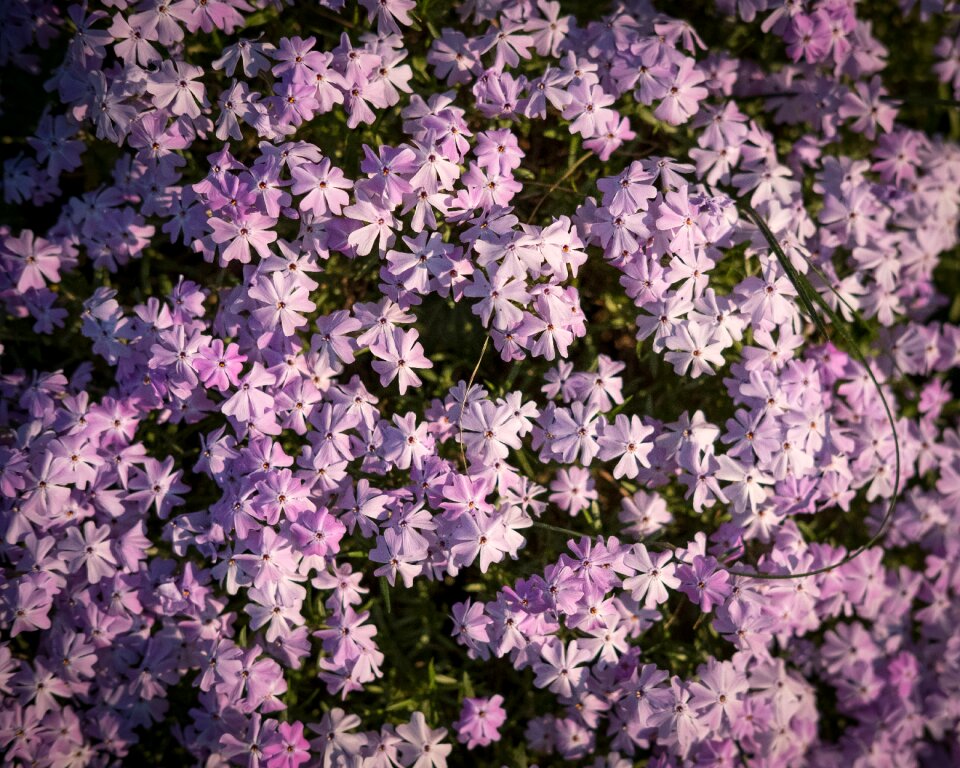 White bush spring blossoms