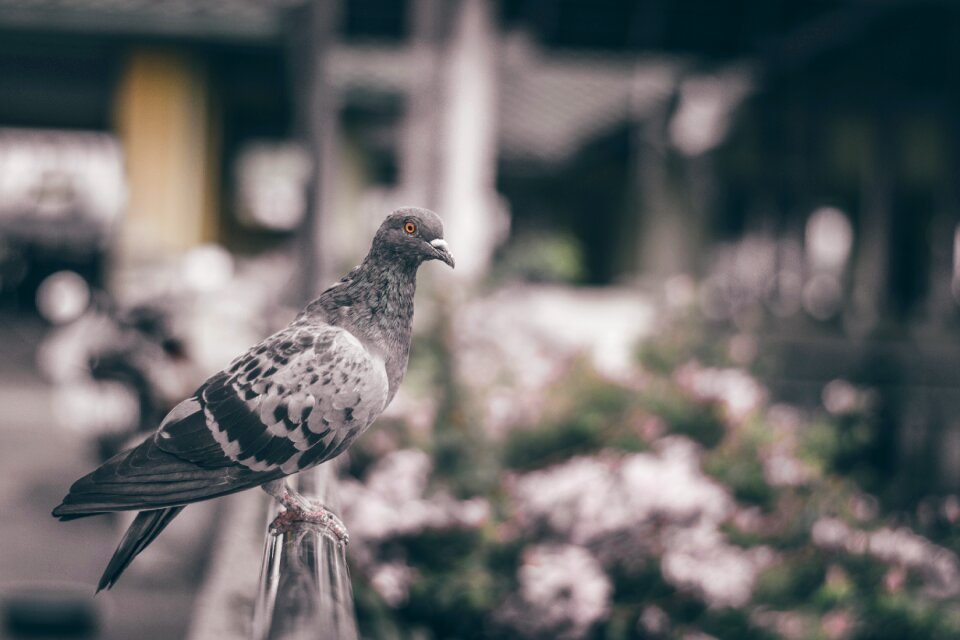 Wings animals nature
