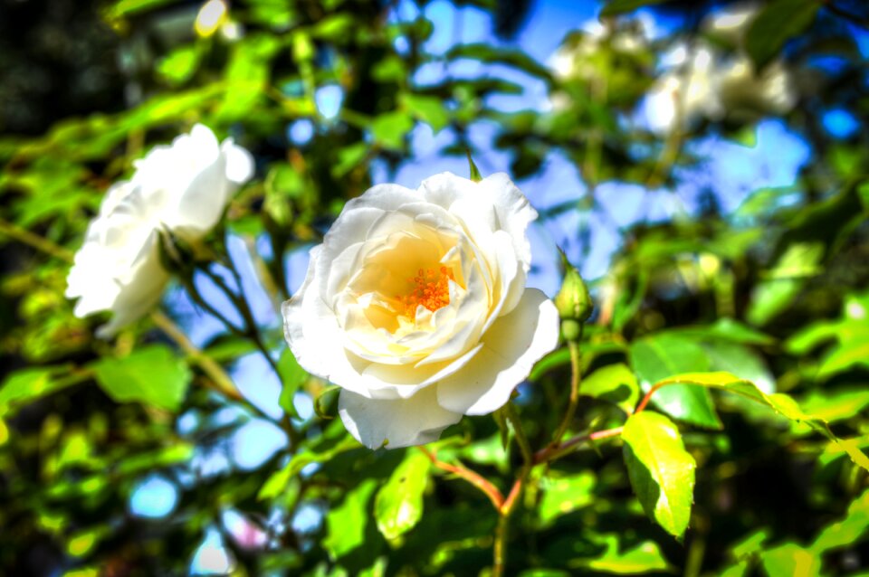 Roses plant bloom