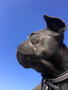 Sky black dog photo