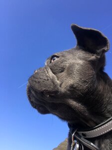 Sky black dog