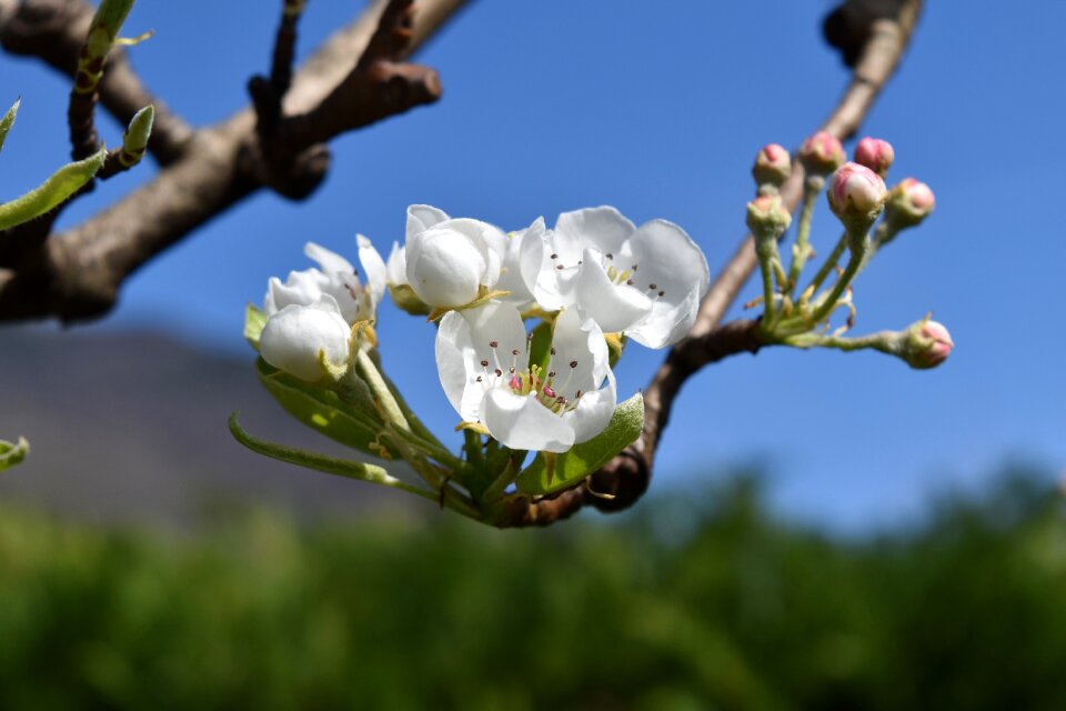 Spring pears nashi pear-apple