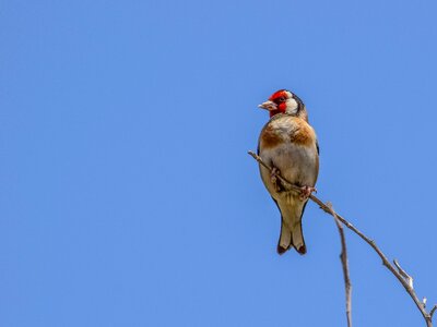 Wildlife animal birdwatching photo