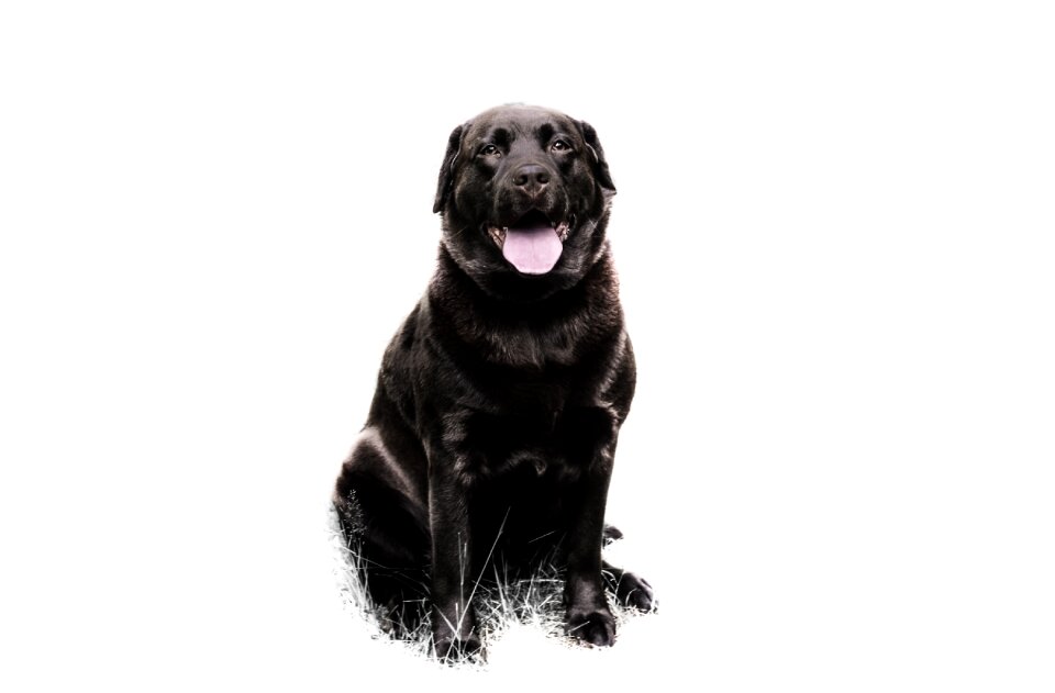 Dog fun animal