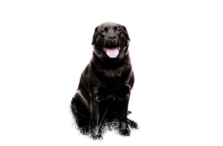 Dog fun animal