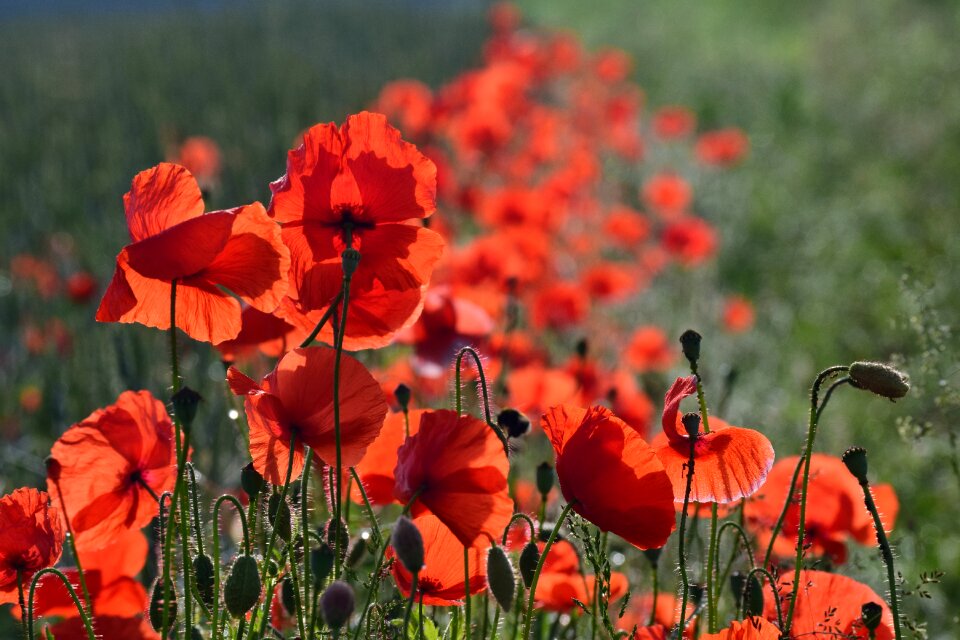 Red poppy thriving mohnfeld red