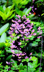 Garden decorative stamens