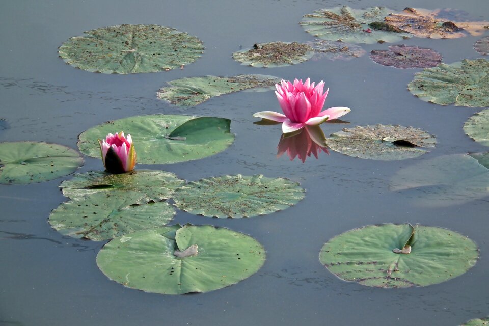 Water lily pond foliage