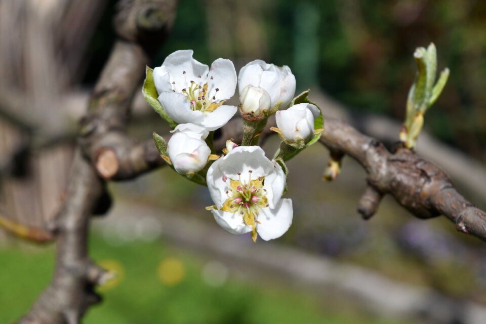 White flower flowers bloom