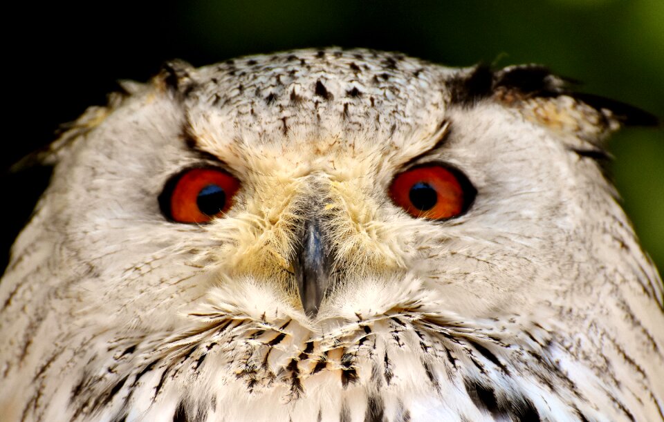 Eagle owl animals wild bird