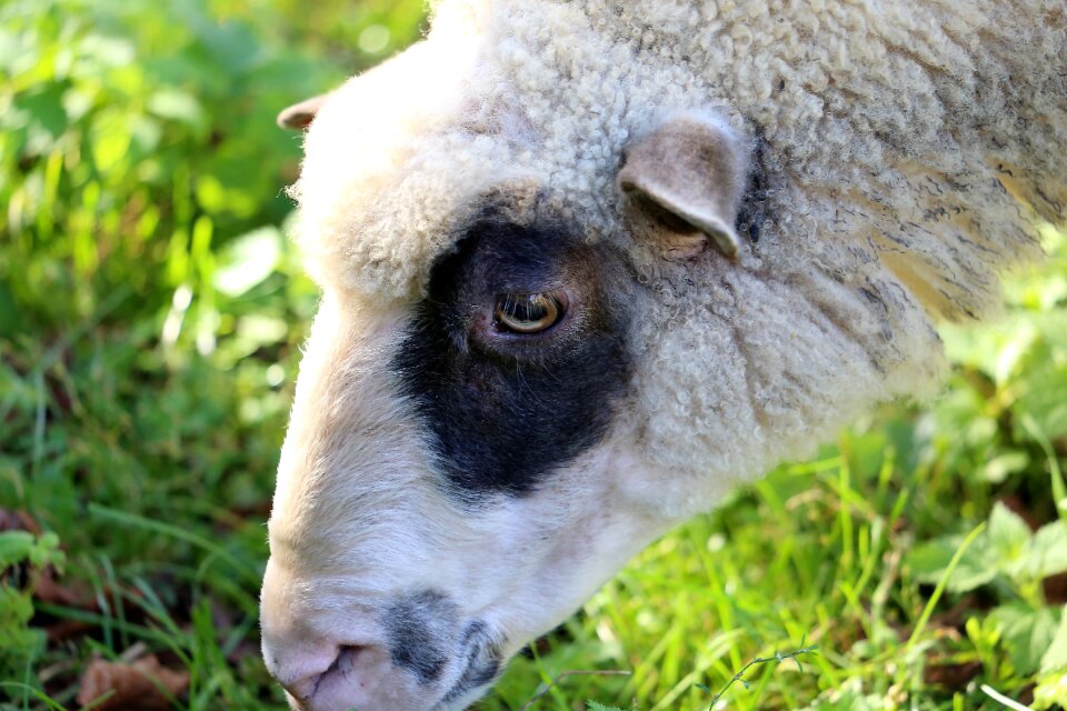 Wool nature pasture
