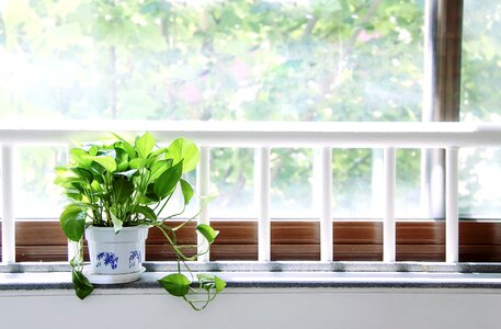 Green plants sunshine window sill