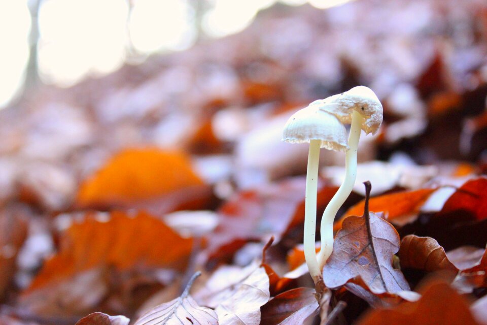 Nature autumn forest floor
