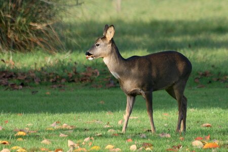 Nature bambi england
