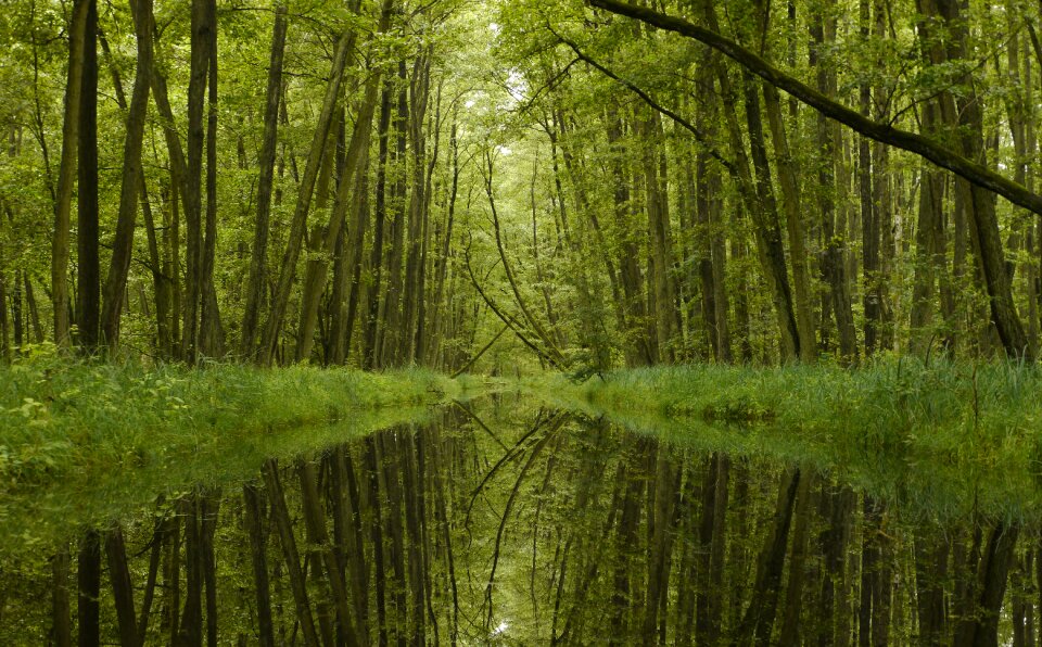 Mirroring trees nature