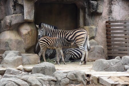 Zebra stripe the photo