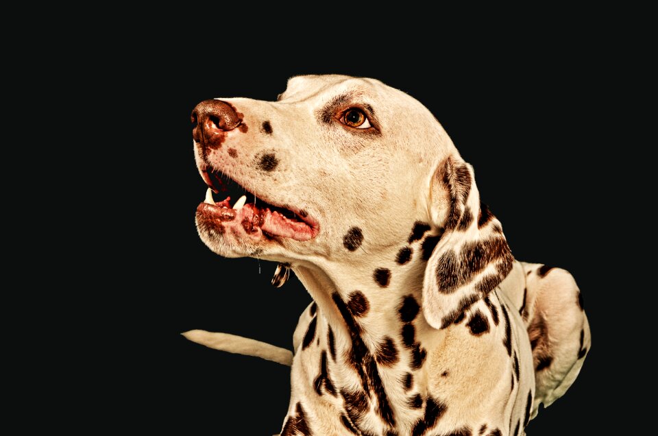 Animal pet dog breed