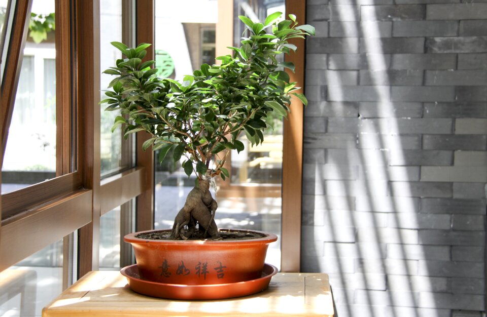 Sunshine window light