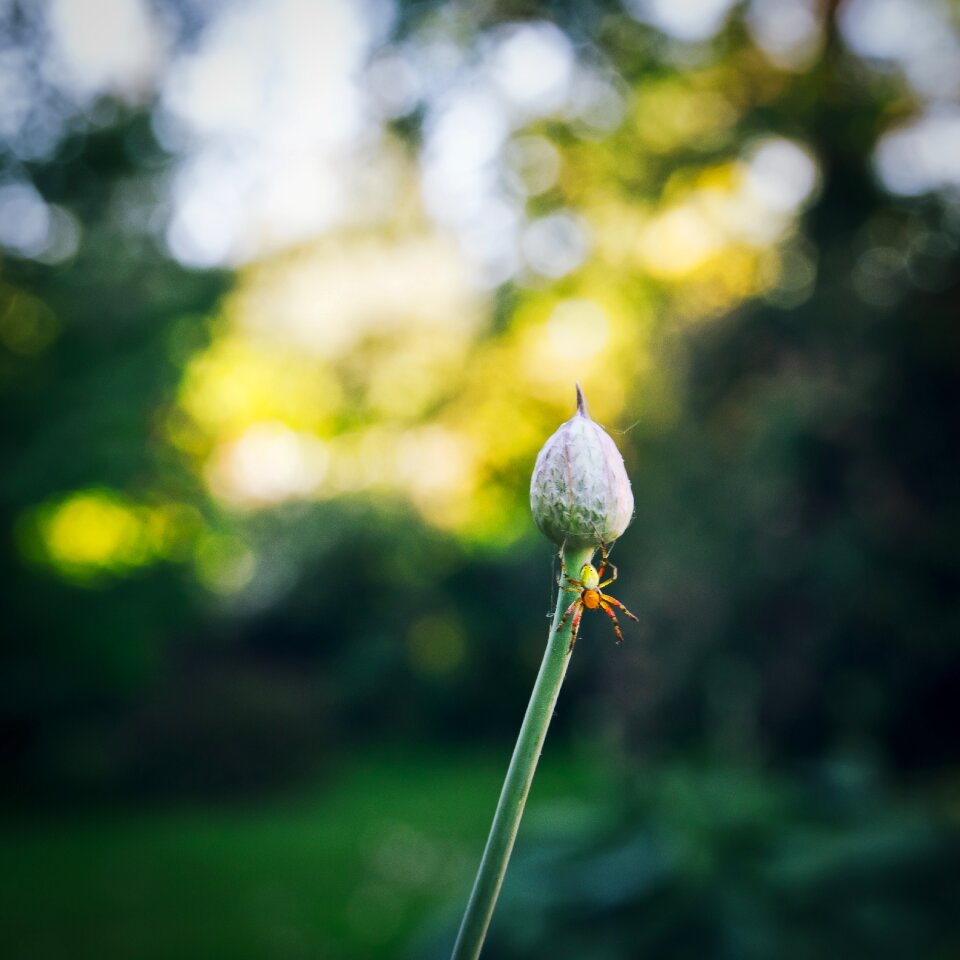 Animal bug summer photo