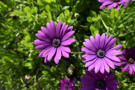 Outdoor bloom garden