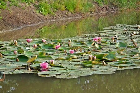 Water lily nature summer photo