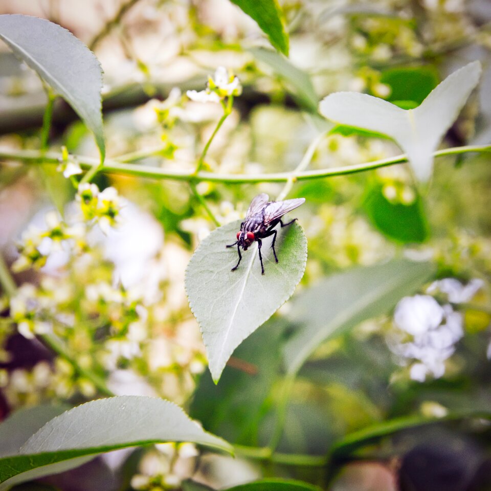Wildlife insect fauna