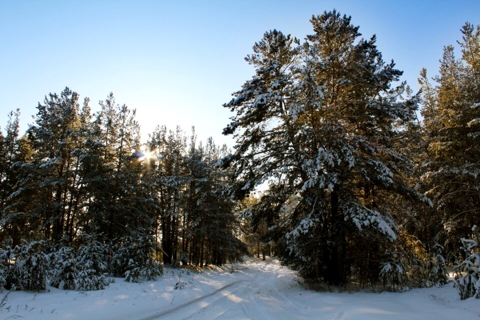 Forests nature trees