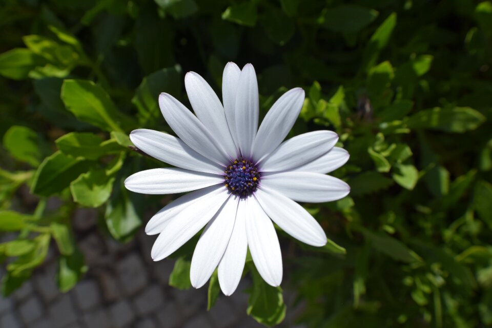 Outdoor bloom garden