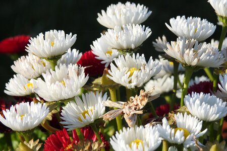 White spring nature