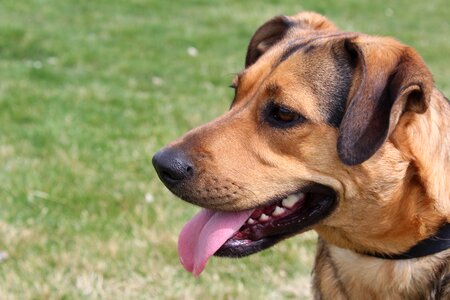 Cute animal pet