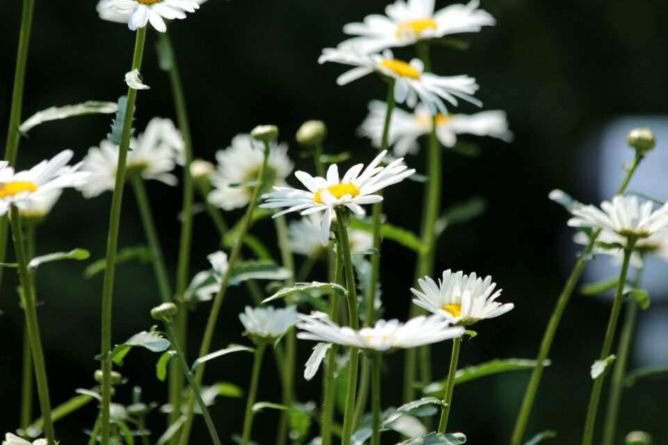 Flowers of the field summer large white