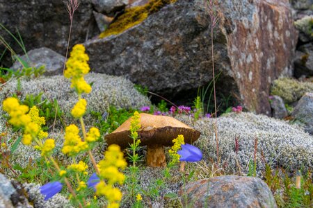 Yellow moss stones