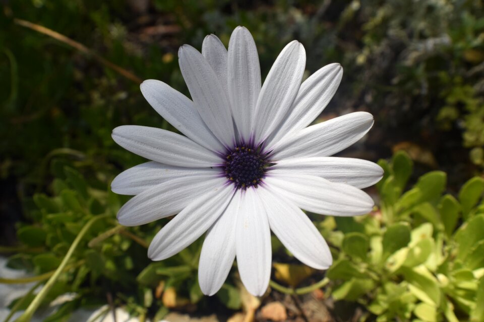 Garden blossom plant