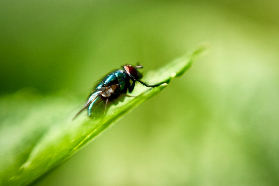 Bug green insect