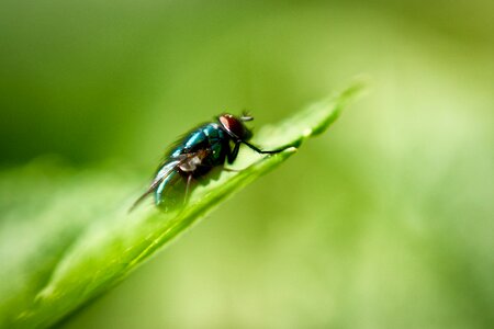 Bug green insect photo