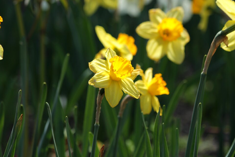 Plant yellow closeup