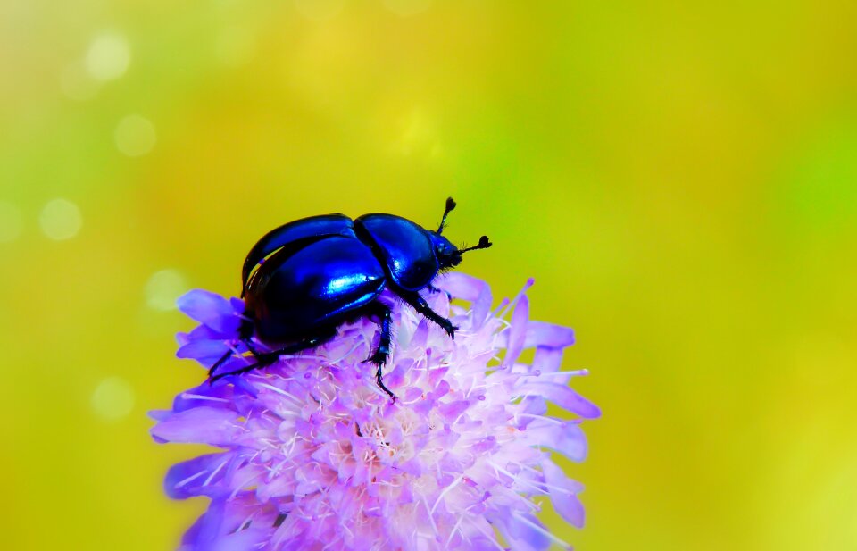Flight start insect