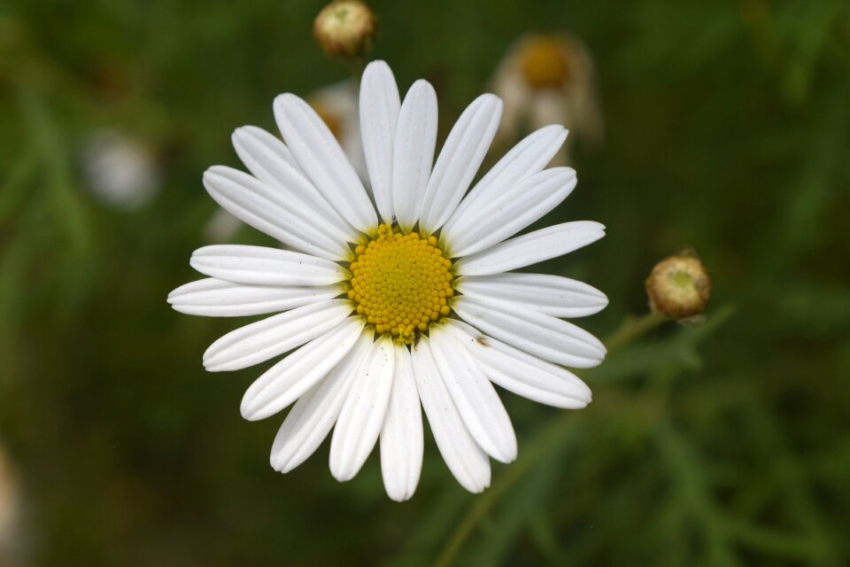 Garden blossom plant