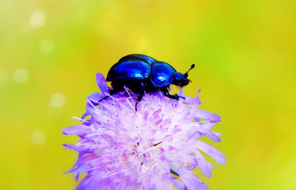 Flight start insect