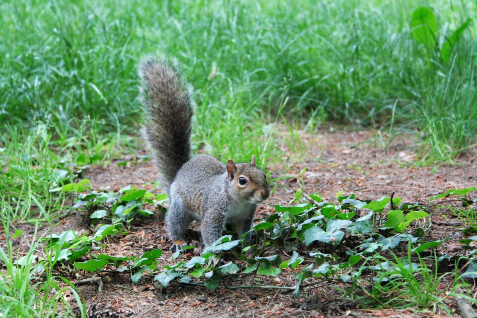 Rodent hairy wild