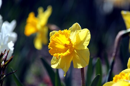 Yellow closeup spring photo