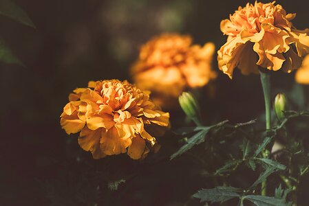 Blossom bloom orange flowers photo