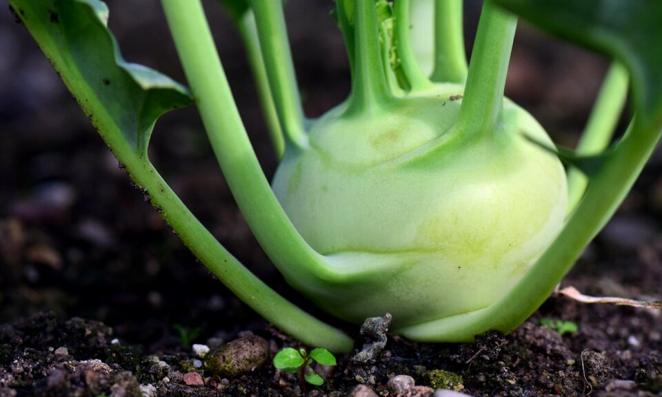 Food vegetable plant garden