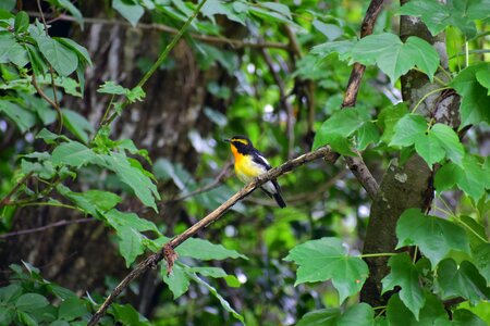 Wood bird wild birds