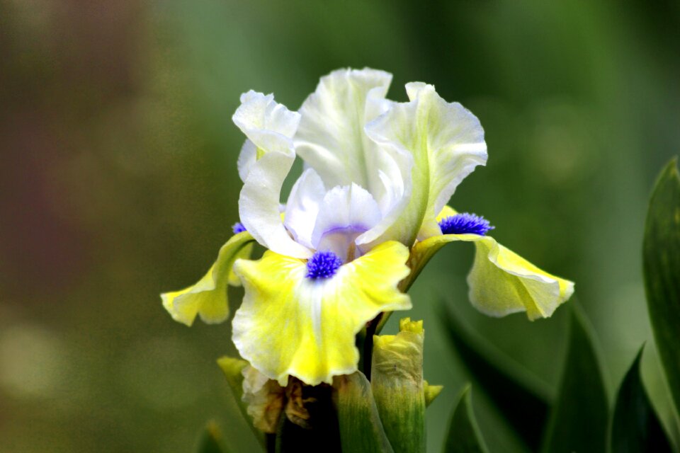 Garden beautiful flowers bloom