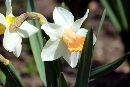Plant yellow white