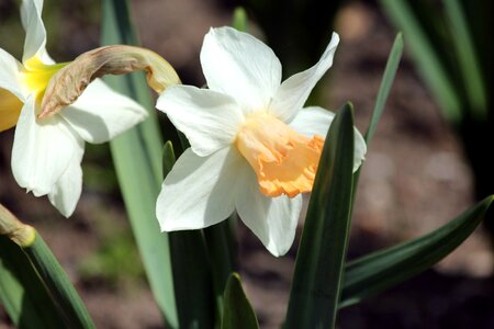 Plant yellow white photo