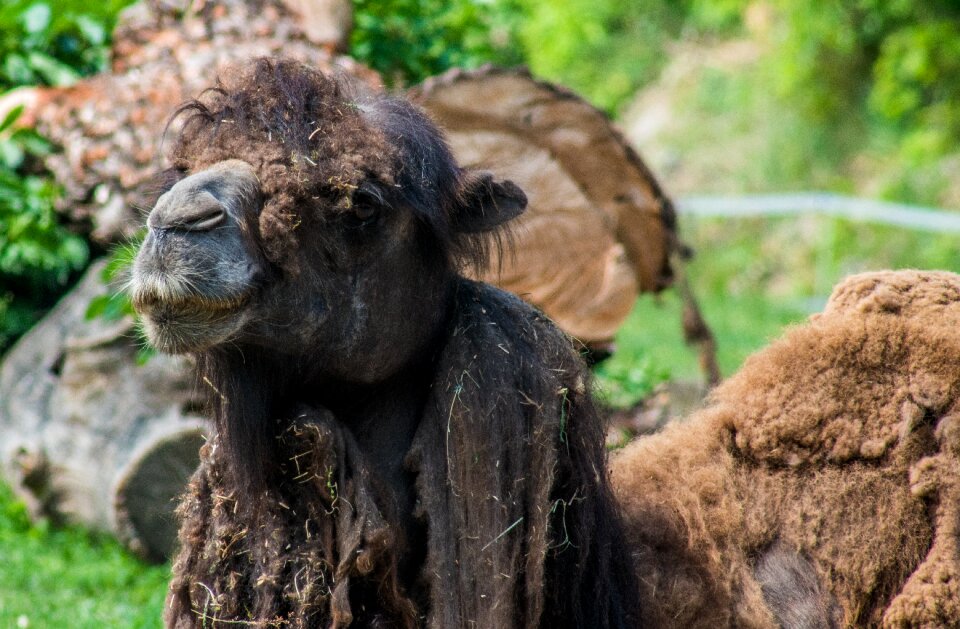 The head of the shaggy coat
